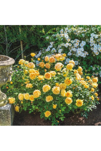 Золотисті квіти прикрашають цей вишуканий кущ.